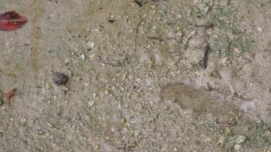 Okinawa, Japonya-Haziran 2, 2019: barred mudskippers veya Periofalı argentilineatus veya Minami Tobihaze Fukidou Nehri boyunca Mangrove ormanlarında, Ishigaki, Okinawa, Japonya