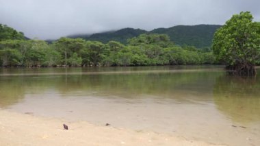 Okinawa, Japonya-Haziran 2, 2019: Fukidou Nehri boyunca Mangrove ormanları, Ishigaki, Okinawa, Japonya
