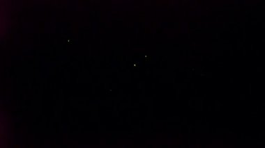 Okinawa, Japonya-30 Mayıs 2019: (canlı eylem) Ishigaki adasında Fireflies veya Glowflies veya yıldırım böcek, Okinawa, Japonya.