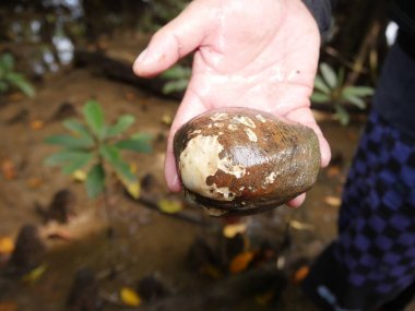 Okinawa, Japonya-2 Haziran 2019: Ishigaki, Okinawa Miyara Nehri boyunca Mangrove ormanlarında Geloina Erosa veya Yaeyama Hirugi Shijimi