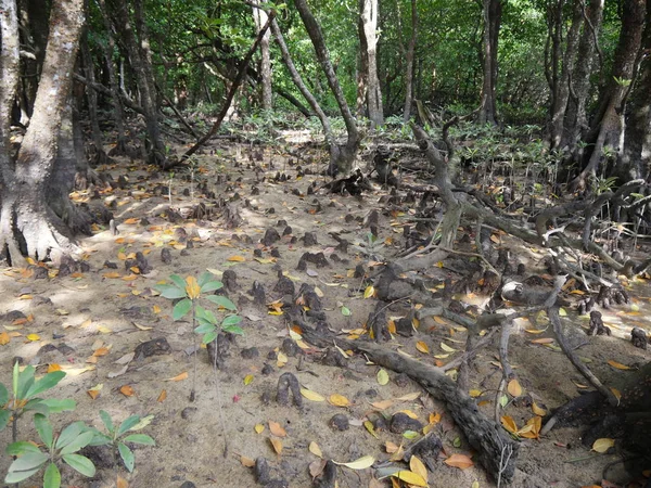 Okinawa Japan Juni 2019 Knä Rötter Man Grove Skogar Längs — Stockfoto