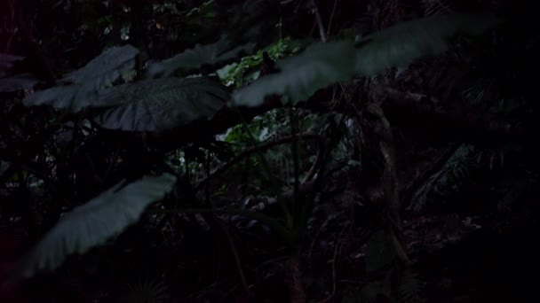Okinawa Japón Mayo 2019 Acción Vivo Luciérnagas Glowflies Pararrayos Isla — Vídeos de Stock