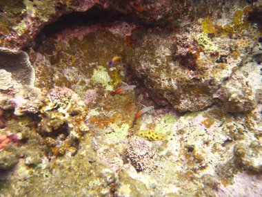 Okinawa, Japonya-Haziran 1, 2019: nemateleotris Magnifica bir çift, yangın kayabalığı, yangın balığı, yangın dartfish, Ishigaki Adası yakın kırmızı ateş kayabalığı veya hatatate Haze