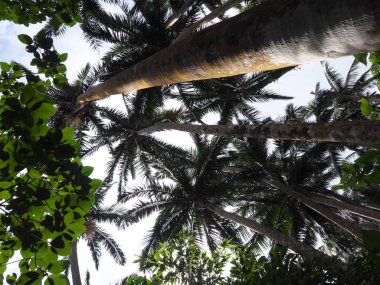 Okinawa, Japonya-Haziran 2, 2019: Işigaki adasında YONEHARA 'da Satakentia liukiuensis veya Yaeyama Yashi. Japonya doğal Anıtı.