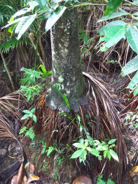 Okinawa, Japonya-Haziran 2, 2019: Işigaki adasında YONEHARA 'da Satakentia liukiuensis veya Yaeyama Yashi. Japonya doğal Anıtı.