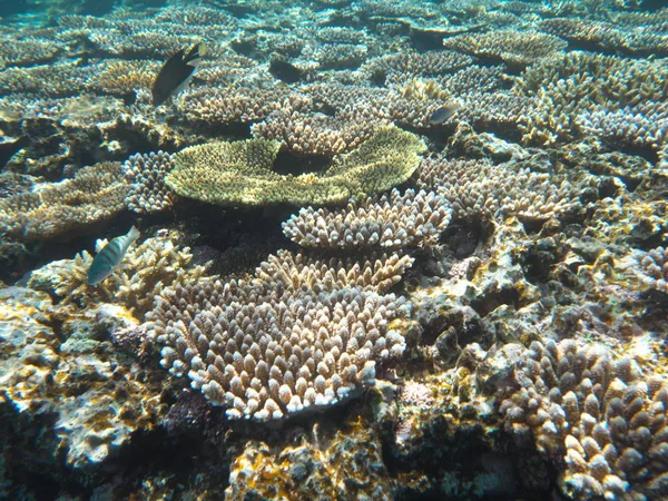 Okinawa,Japan-June 1, 2019: Thalassoma hardwicke or Sixbar wrasse or six-banded wrasse over shelf of coral at the north of Ishigaki island, Okinawa