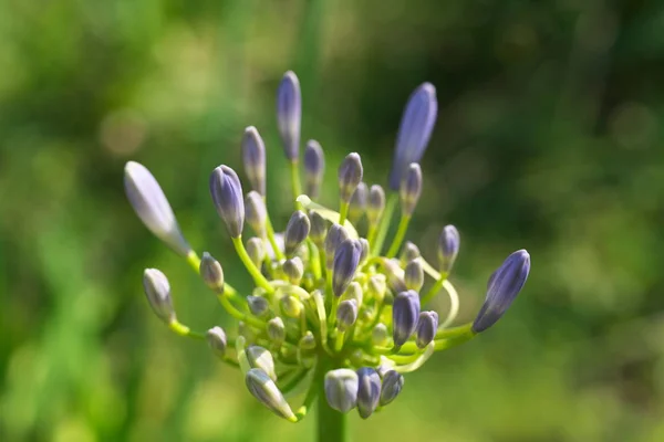 Tokyo,Japan-June 13, 2019: Bud of Agapanthus or African lily in the morning sun