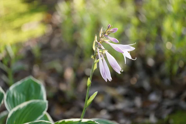 Tokyo,Japan-June 14, 2019: Plantain Lily or Hosta in the morning sun