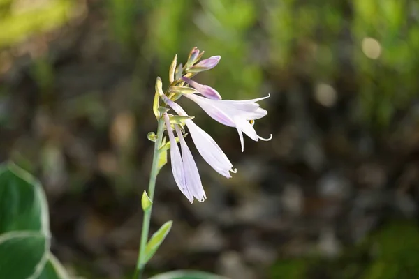 Tokyo,Japan-June 14, 2019: Plantain Lily or Hosta in the morning sun