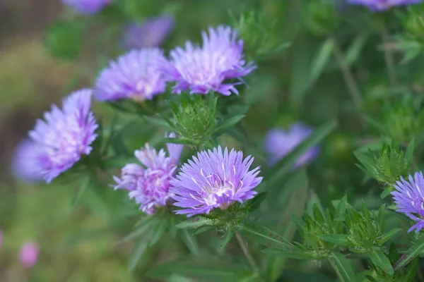 Tokyo,Japan-June 14, 2019: Stokesia laevis or Carthamus laevis or Stokes\' aster in the morning sun