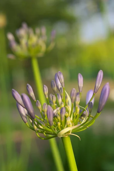 Tokyo,Japan-June 14, 2019: Bud of Agapanthus or African lily in the morning sun