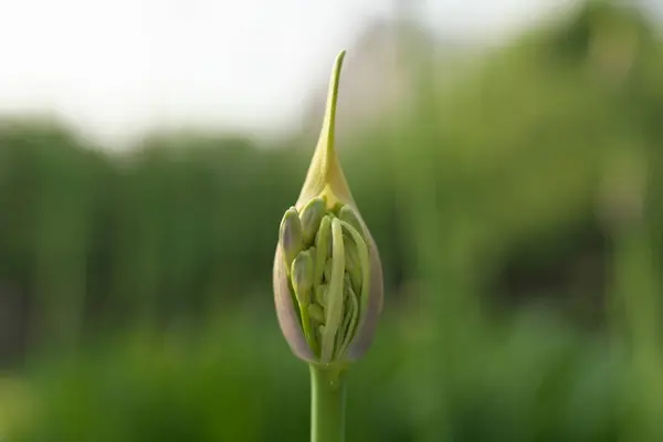 Tokyo Japon Juin 2019 Bud Agapanthus Lys Africain Soleil Matin — Photo