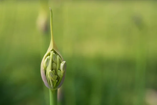 Tokyo Japon Juin 2019 Bud Agapanthus Lys Africain Soleil Matin — Photo