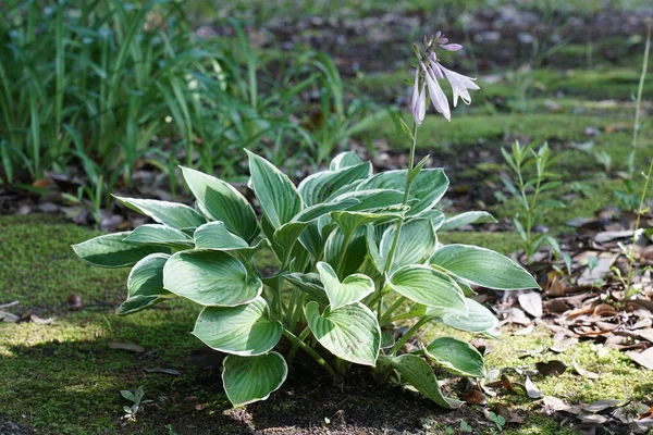 Tokyo Giappone Giugno 2019 Giglio Platano Hosta Sole Del Mattino — Foto Stock