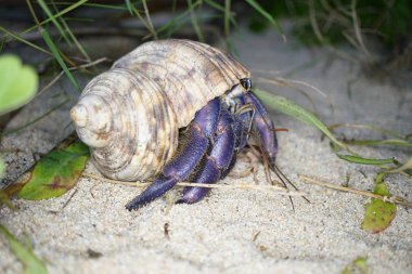 Amami Oshima, Japonya - 16 Haziran 2019: Amami Oshima'daki Tomori Plajı'nda Hermit Crab, Kagoshima, Japonya