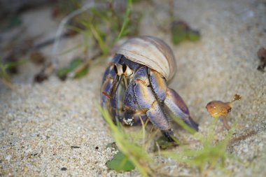 Amami Oshima, Japonya - 16 Haziran 2019: Amami Oshima'daki Tomori Plajı'nda Hermit Crab, Kagoshima, Japonya