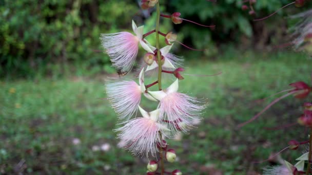 Isola Miyako Giappone Giugno 2019 Barringtonia Racemosa Polvere Puff Tree — Video Stock