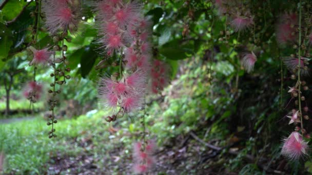Miyako Island Japán Június 2019 Falling Virágok Barringtonia Racemosa Vagy — Stock videók