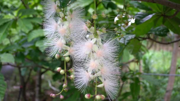 Miyako Island Japan Juni 2019 Barringtonia Racemosa Poeder Puff Tree — Stockvideo