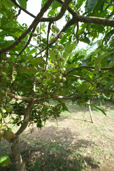 Ostrov Miyako Japonsko Června 2019 Poupata Barringtonia Červený Nebo Práškový — Stock fotografie