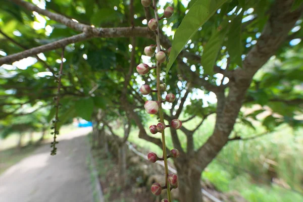 宮古島 2019年6月28日 バリンシア ラセモサまたはパウダーパフの木またはコモンパットまたはフィッシュキラーツリーまたは魚キラーツリーまたはサガリバナの芽 — ストック写真