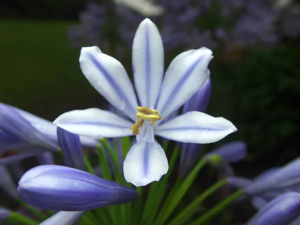 Tokyo,Japan-June 4, 2019: Closeup of Blue flowers of Agapanthus or African lily in the rain