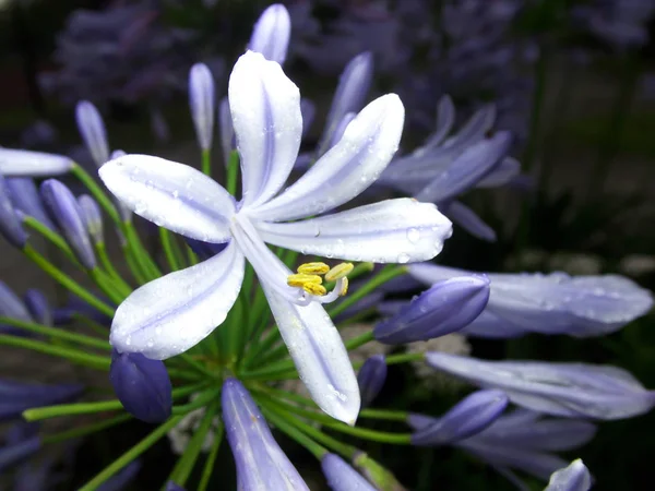 Tokyo Japon Juin 2019 Gros Plan Fleurs Bleues Agapanthe Lis — Photo
