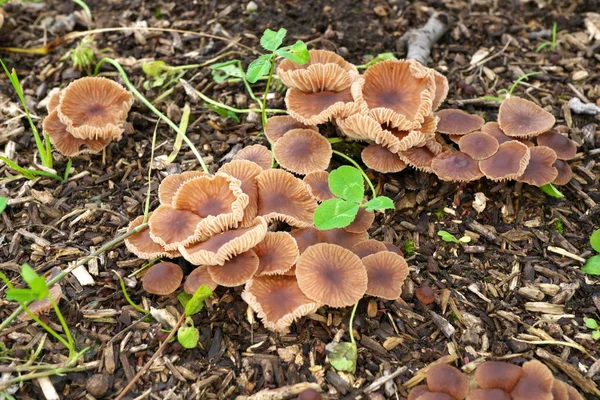 Tokyo Japan Juli 2019 Nahaufnahme Von Feuchtem Pilz Tokyo Japan — Stockfoto