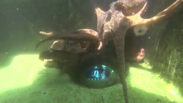 日本神奈川 2019年7月10日 监测章鱼在日本佐木湾的游泳池中主动移动 — 图库视频影像