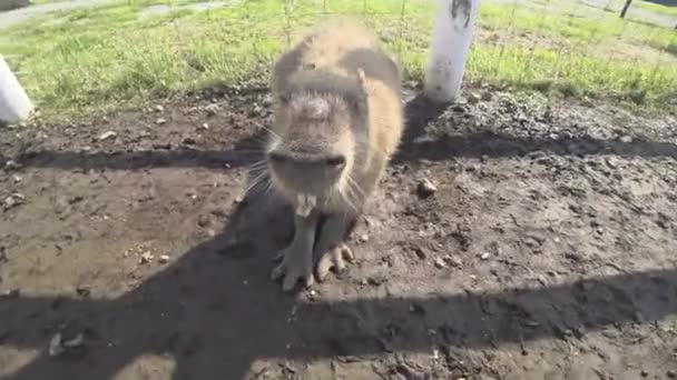 Kanagawa Giappone Luglio 2019 Primo Piano Del Volto Capibara — Video Stock