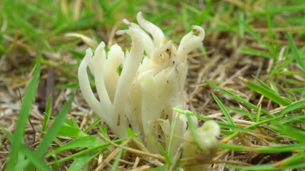 Tokio Japan Juli 2019 Close Van Clavulina Castaneipes Clavaria Vermucularis — Stockvideo