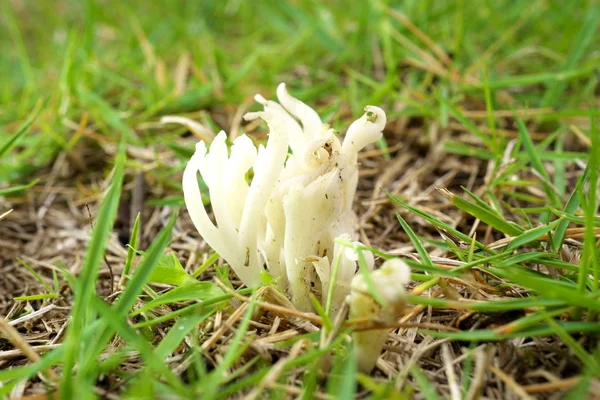 Tokyo Japonya Temmuz 2019 Clavulina Castaneipes Veya Clavaria Vermucularis Veya — Stok fotoğraf