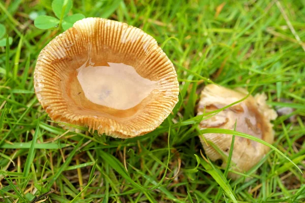 Tokyo Japon Juillet 2019 Gros Plan Sur Russula Cyanoxantha Brûleur — Photo