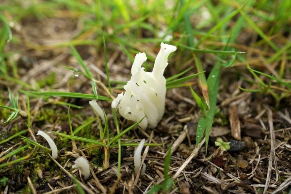 Tokio Japonia Lipca 2019 Zbliżenie Clavulina Castaneipes Lub Clavaria Vermucularis — Zdjęcie stockowe