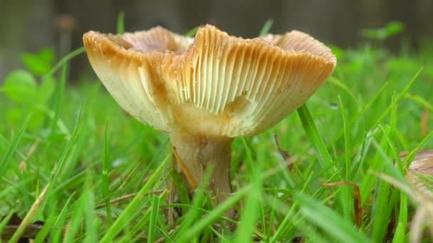 Tokio Japón Julio 2019 Primer Plano Russula Cyanoxantha Quemador Carbón — Vídeos de Stock