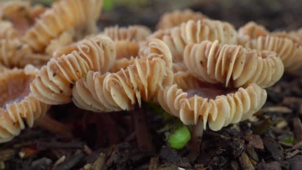 Tokio Japan Juli 2019 Close Van Marasmius Maximus Hongo Regen — Stockvideo