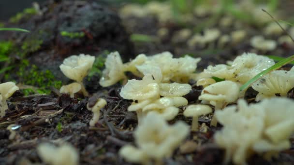 Tokió Japán Július 2019 Esőben Marasmiaceae Closeup — Stock videók