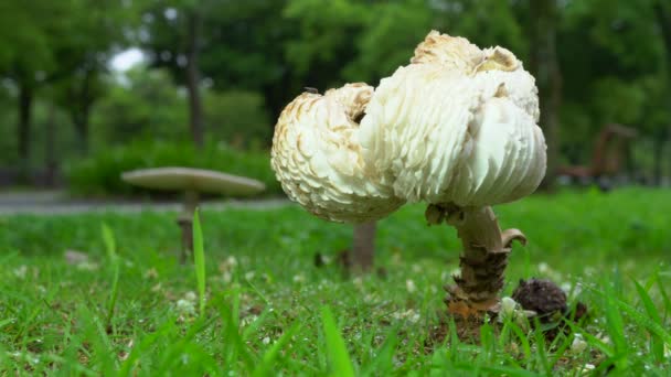 2019年7月22日 雨の中の芝生の上の巨大な真菌のクローズアップ — ストック動画