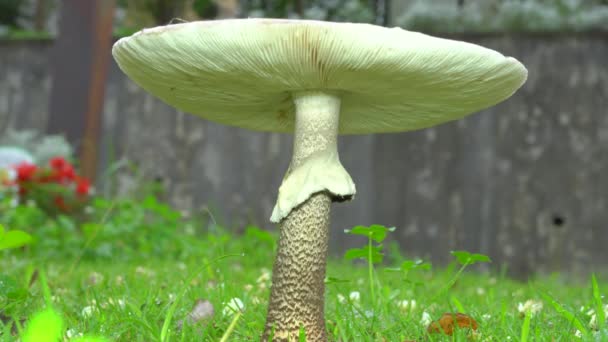 日本东京 2019年7月22日 雨中草坪上巨型真菌特写 — 图库视频影像