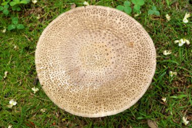 Tokyo,Japonya-22 Temmuz 2019: Dev Mantar veya Avrupa Panterinin yağmurda çimlerde kapatılması 