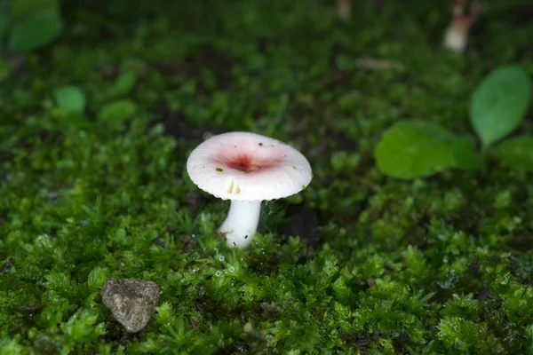2019年7月23日 湿った苔の中の小さなラスラベラのクローズアップ — ストック写真