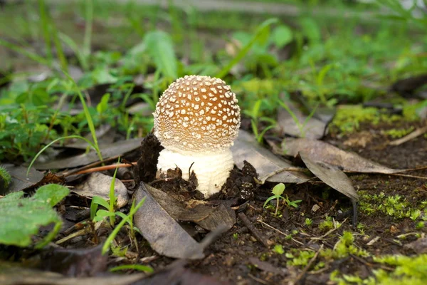 Токио Япония Июля 2019 Года Крупный План Amanita Pantherina Опавших — стоковое фото