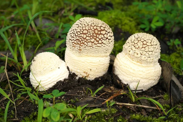 Tokyo Japan Juli 2019 Nahaufnahme Von Amanita Pantherina Auf Toten — Stockfoto