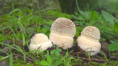 Tokyo,Japonya-23 Temmuz 2019: Ölü yapraklar üzerinde Amanita pantherina closeup 