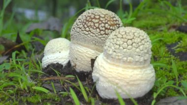 Tokyo,Japonya-23 Temmuz 2019: Ölü yapraklar üzerinde Amanita pantherina closeup 