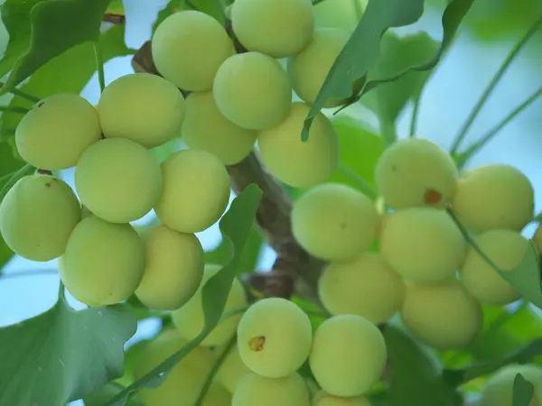 Tóquio Japão Julho 2019 Nozes Ginkgo Verdes Jovens Verão — Fotografia de Stock