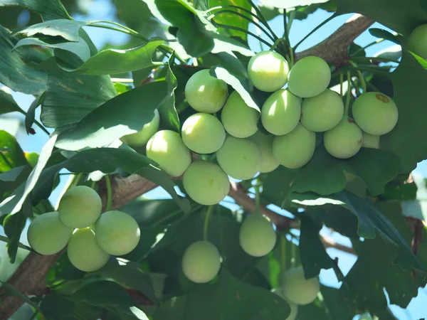 Tokyo,Japonya-23 Temmuz 2019: Yaz aylarında genç yeşil ginkgo fındık 