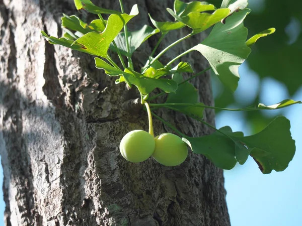 Tóquio Japão Julho 2019 Nozes Ginkgo Verdes Jovens Verão — Fotografia de Stock