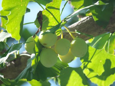 Tokyo,Japonya-23 Temmuz 2019: Yaz aylarında genç yeşil ginkgo fındık 