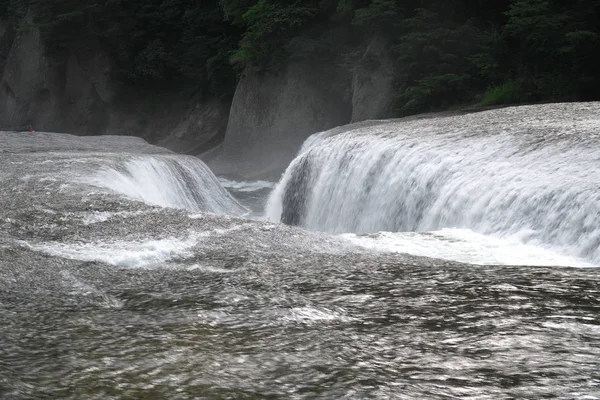 2019年7月24日 群馬県のフキウェアが落下 — ストック写真